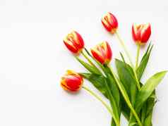 群红色的蒂卢普斯白色背景新鲜选色彩斑斓的花象征春天浪漫