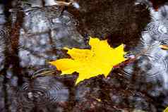 自然秋天背景黄色的枫木叶水坑雨