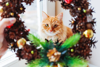 可爱的姜猫手工制作的圣诞节花环使松果装饰毛茸茸的宠物帮助装修首页一年