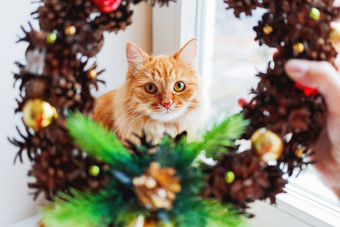 可爱的姜猫手工制作的圣诞节花环使松果装饰毛茸茸的宠物帮助装修首页一年