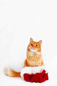 可爱的姜猫圣诞老人的他圣诞节一年背景毛茸茸的宠物的地方文本
