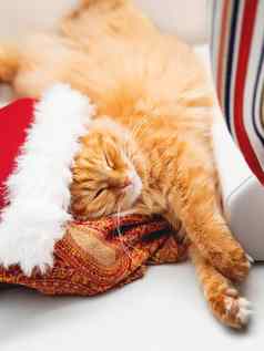 可爱的姜猫圣诞老人老人他睡觉工作桌子上毛茸茸的宠物一年装饰