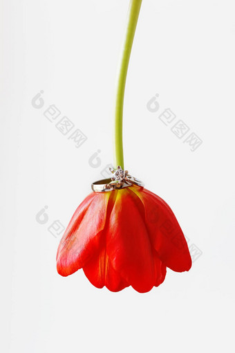 一对婚礼订婚环钻石红色的郁金香自然背景象征爱婚姻关闭