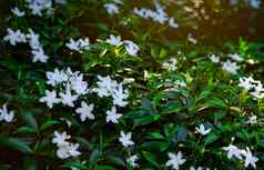 栀子花角茉莉花栀子花jasminoides白色花