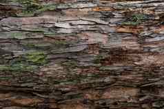 特写镜头纹理树树皮模式自然树树皮引入