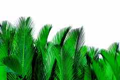 绿色叶子棕榈孤立的白色背景尼帕果实