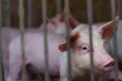 可爱的小猪农场伤心健康的小猪牲畜farmin