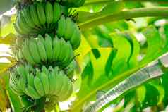 香蕉树群生绿色香蕉香蕉绿色阅读