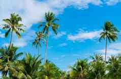 椰子树蓝色的天空白色云夏天帕拉德