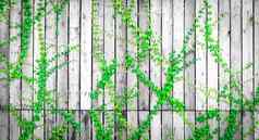 绿色艾薇攀爬木栅栏爬虫植物灰色的一点点
