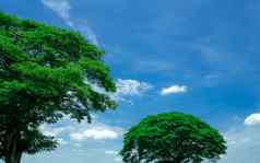 绿色树分支机构蓝色的天空白色云大树
