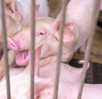 可爱的小猪农场健康的小粉红色的猪牲畜农业