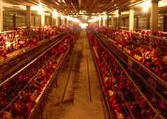 鸡农场生蛋的鸡电池笼子里商业