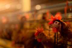 鸡农场生蛋的鸡笼子里商业母鸡幼禽