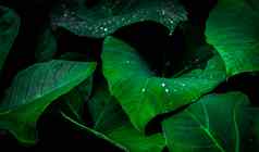 绿色叶雨下降丛林水下降叶子绿色