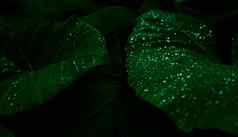 绿色叶雨下降丛林水下降叶子绿色