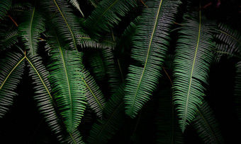 蕨类植物叶子黑暗背景丛林密集的黑暗绿色蕨类植物
