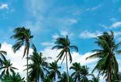 椰子棕榈树蓝色的天空云棕榈种植园coc