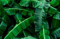香蕉绿色叶子纹理背景香蕉叶热带