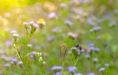 蜜蜂乳臭未干的小子花蜜紫色的草花花园巴克