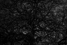 死树分支白色背景黑色的分支机构树