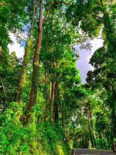 底视图绿色树热带森林阳光博特