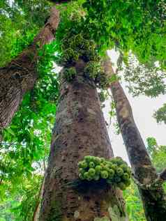 集群无花果热带榕属植物racemosa热带森林底视图