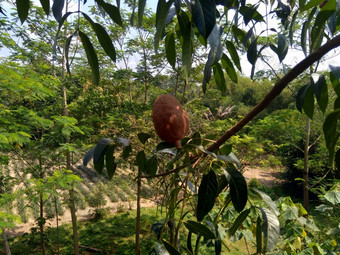 关闭<strong>桃花</strong>心马哈戈尼马霍尼毛尼花自然背景<strong>桃花</strong>心木直纹的红褐色木材热带硬木物种属<strong>桃花</strong>心