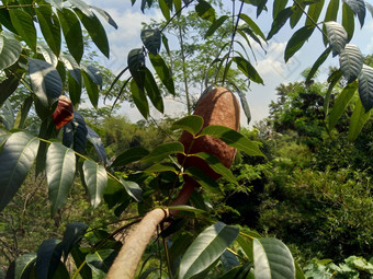 关闭桃花心马哈戈尼马霍尼毛尼花自然背景桃花心木<strong>直纹</strong>的红褐色木材热带硬木物种属桃花心