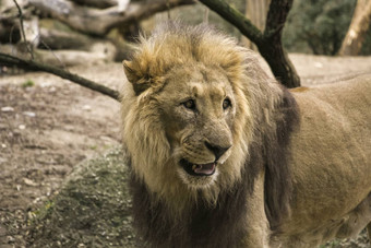狮子动物园休息玩