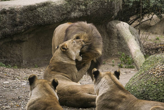 狮子动物园休息玩