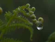 宏摄影绿色蕨类植物水下降
