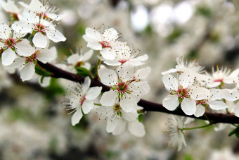 野生樱桃白色花