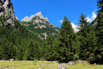 松树森林意大利阿尔卑斯山脉山