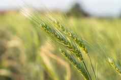 大麦粮食哈代麦片日益增长的场