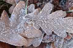 霜冰森林橡木叶子闪亮的磨砂树叶表面