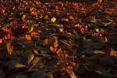 秋天叶子落叶地面表面背景纹理