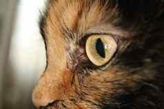 可爱的小猫脸猫眼睛肖像宏特写镜头
