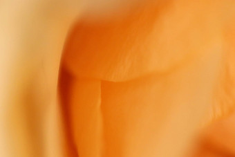 开花橙色玫瑰花宏特写镜头纹理布鲁姆植物区系美背景