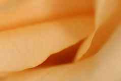 开花橙色玫瑰花宏特写镜头纹理布鲁姆植物区系美背景