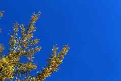 黄色的银杏biloba树叶子分支机构秋天蓝色的天空