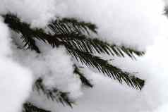 雪冷杉分支机构冬天圣诞节树背景