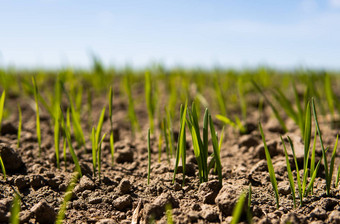 年轻的小麦<strong>幼苗</strong>日益增长的场黑色的土壤春天绿色小麦<strong>生长</strong>土壤关闭发芽黑麦农业场阳光明媚的一天豆芽黑麦农业