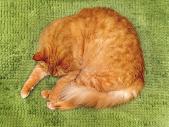 前视图可爱的姜猫说谎<strong>绿色</strong>毛茸茸的浴室<strong>地毯</strong>毛茸茸的宠物睡觉卷球舒适的首页