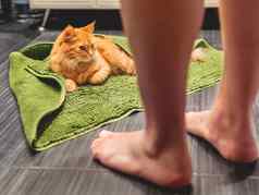 男人。进入浴室可爱的姜猫说谎浴室地板上覆盖绿色地毯毛茸茸的有趣的宠物沐浴温暖的房间