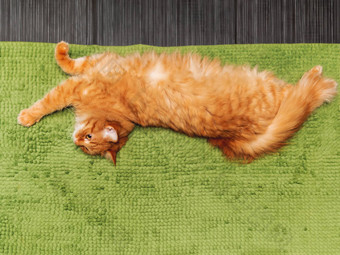 可爱的姜猫说谎绿色毛茸茸的浴室地毯毛茸茸的宠物盯着舒适的首页