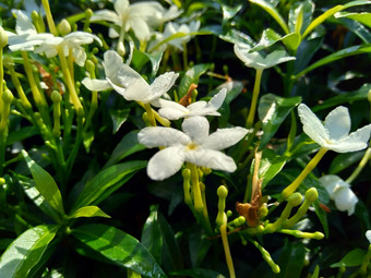 关闭绿色栀子花jasminoides栀子花角茉莉花角茉莉香水名字名字茉莉自然背景植物传统的中国人医学排水火