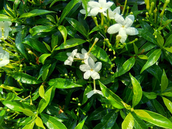 关闭绿色<strong>栀子花</strong>jasminoides<strong>栀子花</strong>角茉莉花角茉莉香水名字名字茉莉自然背景植物传统的中国人医学排水火