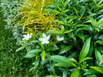 关闭绿色<strong>栀子花</strong>jasminoides<strong>栀子花</strong>角茉莉花角茉莉香水名字名字茉莉自然背景植物传统的中国人医学排水火