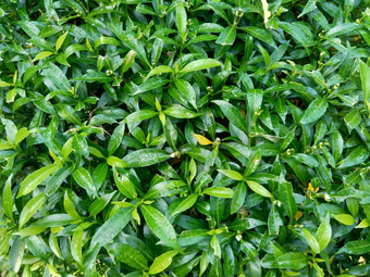 关闭绿色<strong>栀子花</strong>jasminoides<strong>栀子花</strong>角茉莉花角茉莉香水名字名字茉莉自然背景植物传统的中国人医学排水火